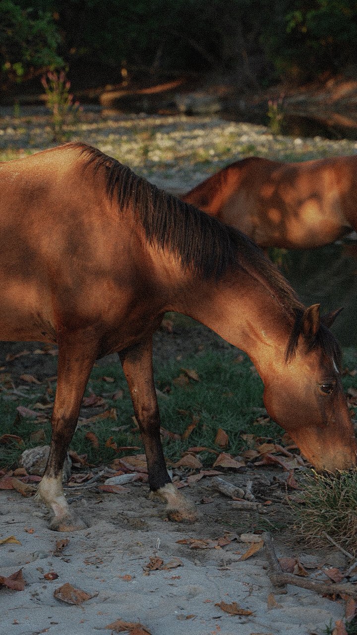Horses at Casa Nana
